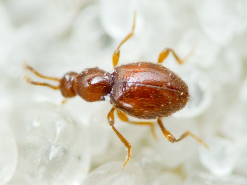 Scydmaenus rufus (P.W.J. Müller & Kunze, 1822)